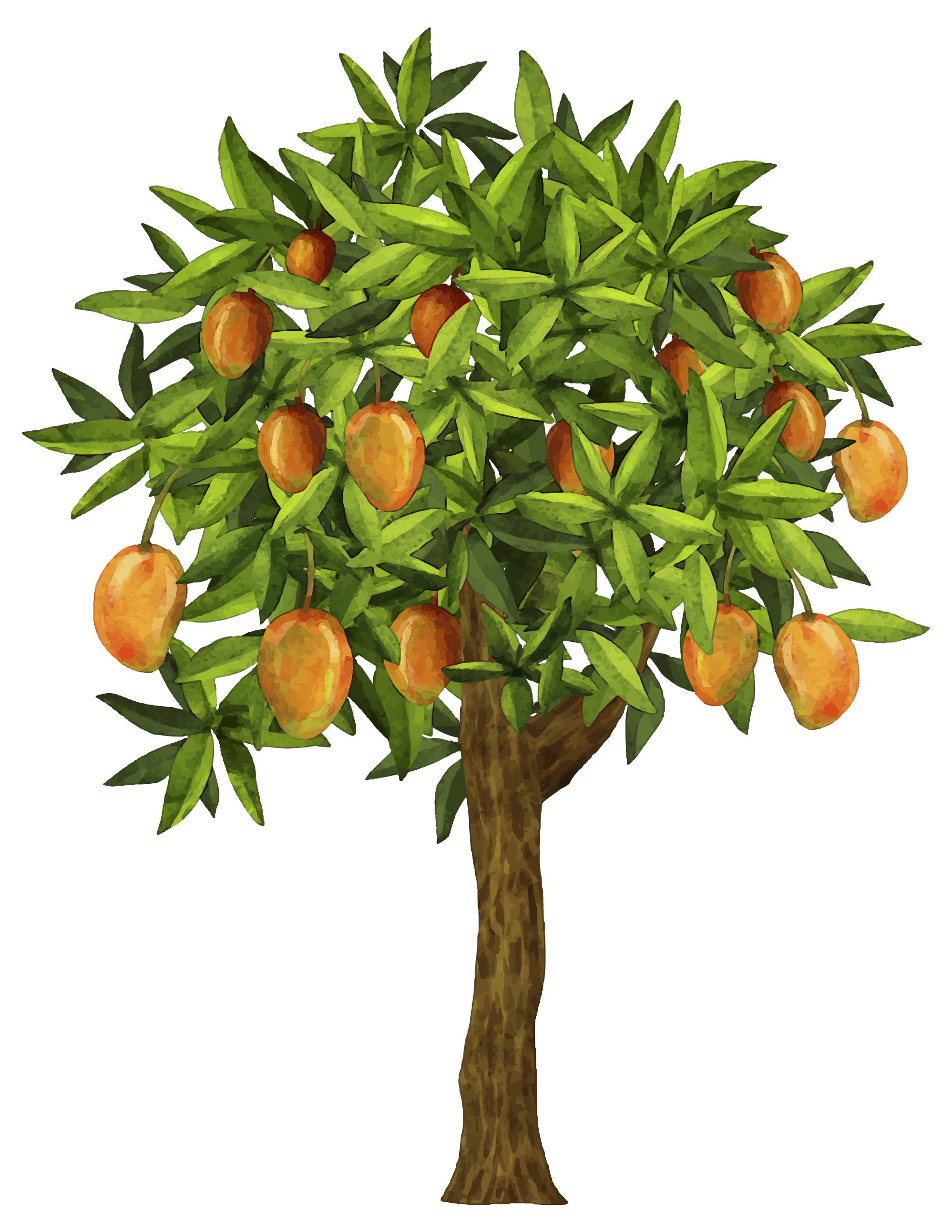 Árbol de Mango
